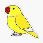 Cute fluffy lutino indian ring-necked parrot cartoon drawing Sticker