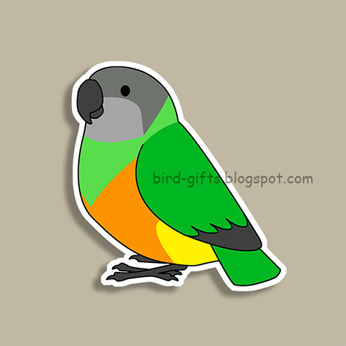 Cute fluffy senegal parrot cartoon drawing Magnet