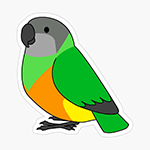 Cute fluffy senegal parrot cartoon drawing Sticker