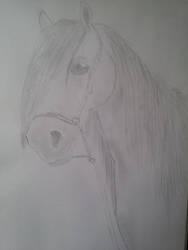 Horse Sketch