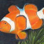 Clownfish