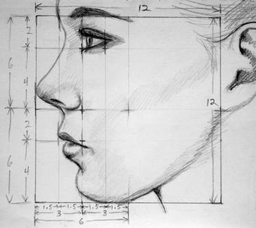 Profile Proportions