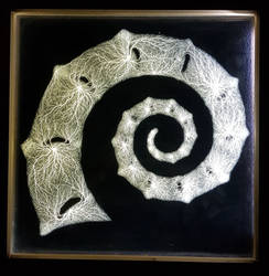 'Ammonite 1'