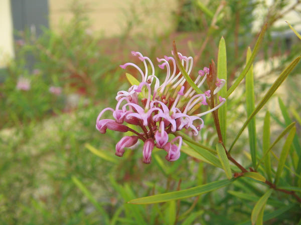 Pink flower 3