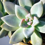 Succulent 4