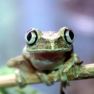 Big Eyed Tree Frog