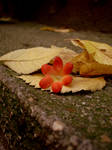 autumn's flower by PetiteReveur