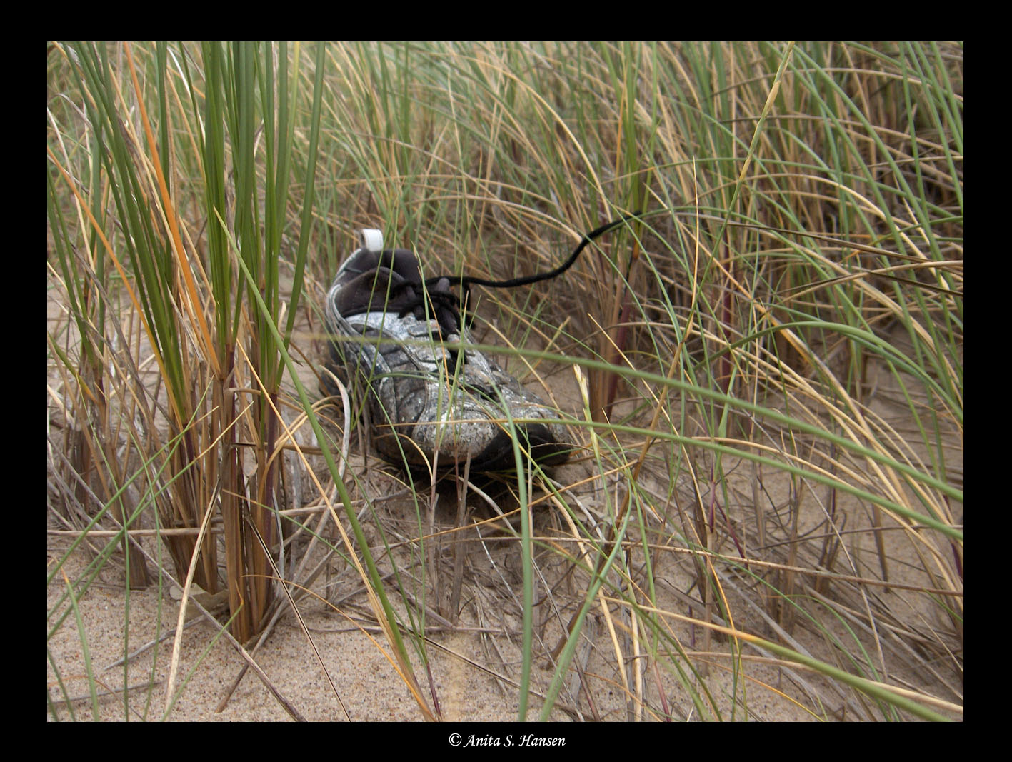 Danish Natur