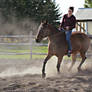 Bay Quarter Horse