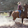 Bay Tobiano Arabian/Paint