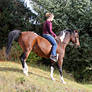 Bay Tobiano Arabian/Paint