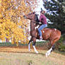 Bay Tobiano Arabian/Paint