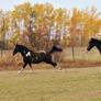 Two Horses Galloping