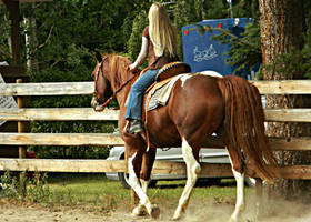 Chestnut Tobiano Paint Horse