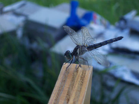 The Blue Dasher