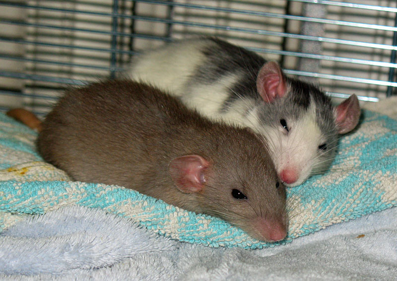 pet rats