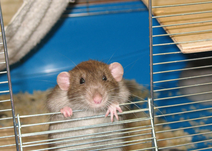 Rat Roman by Daryel on DeviantArt