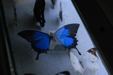 Morpho Menelaus