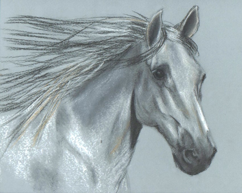 Arabian horse head in pastel