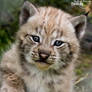 Baby lynx