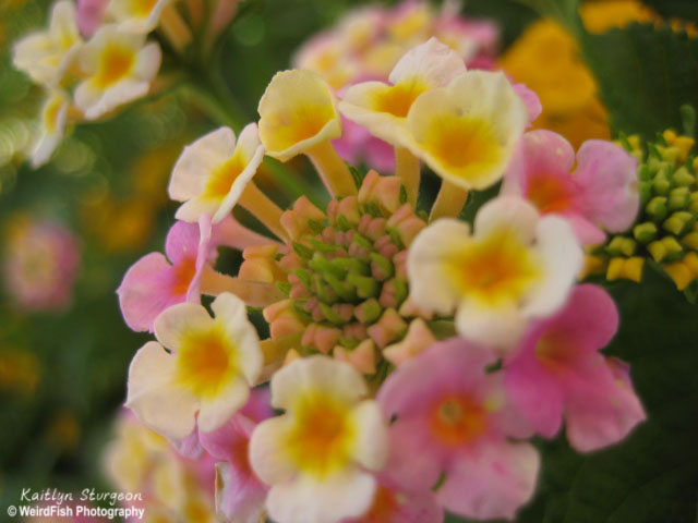 Ombre Blooms