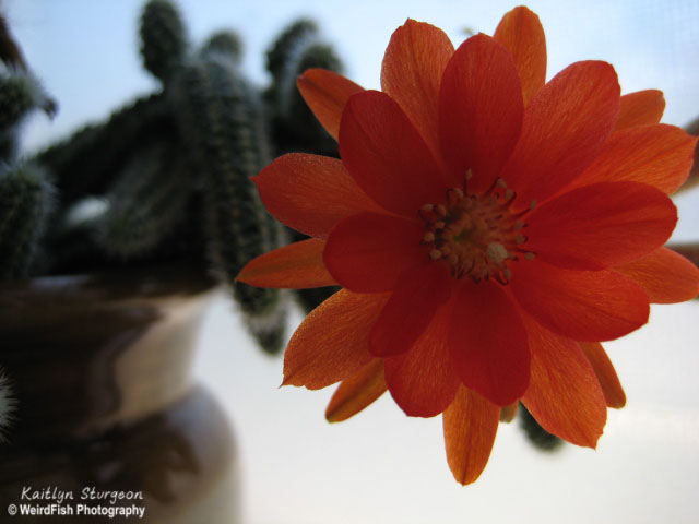 Windowsill Cactus