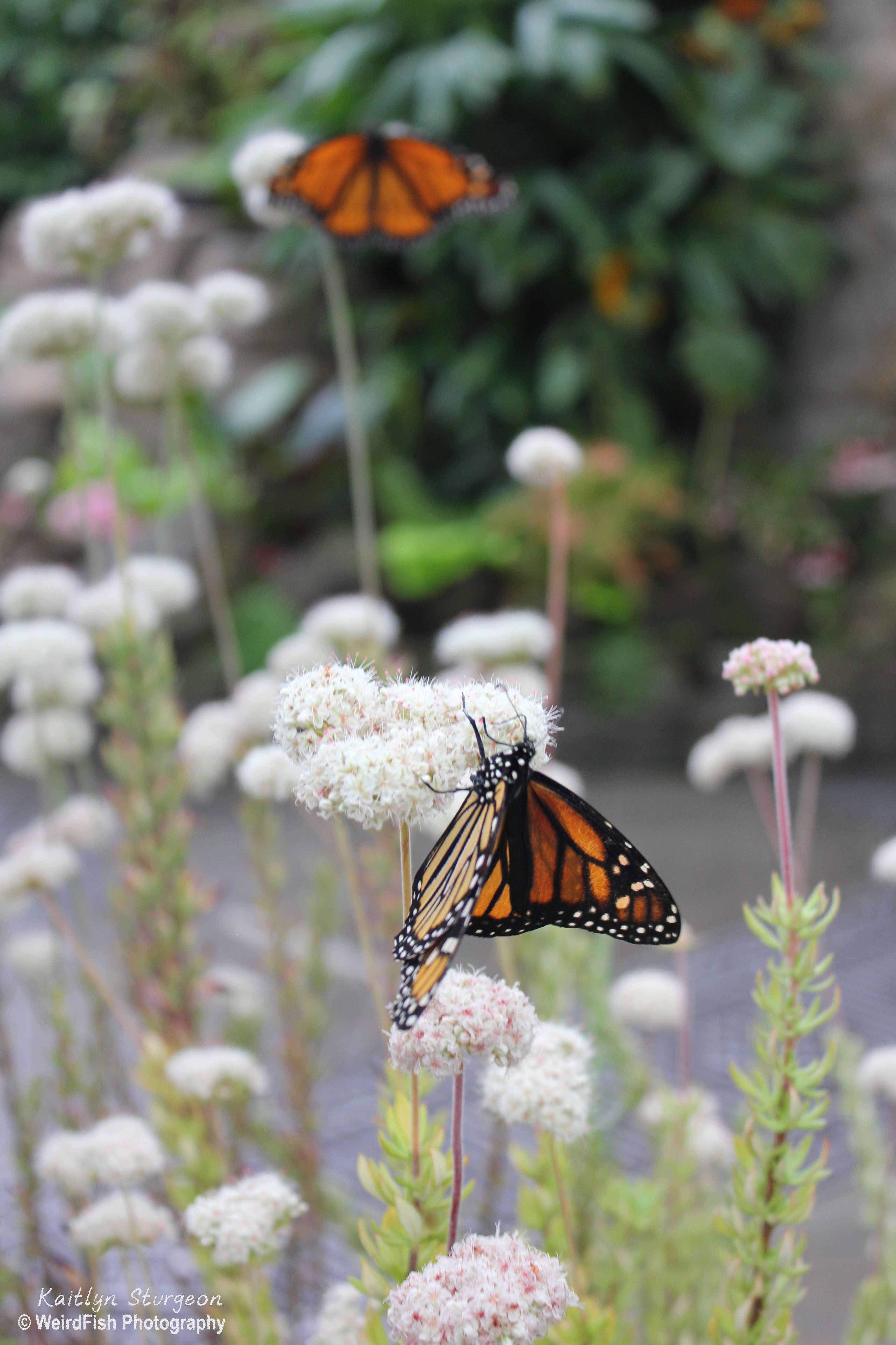 Dancing on Petals