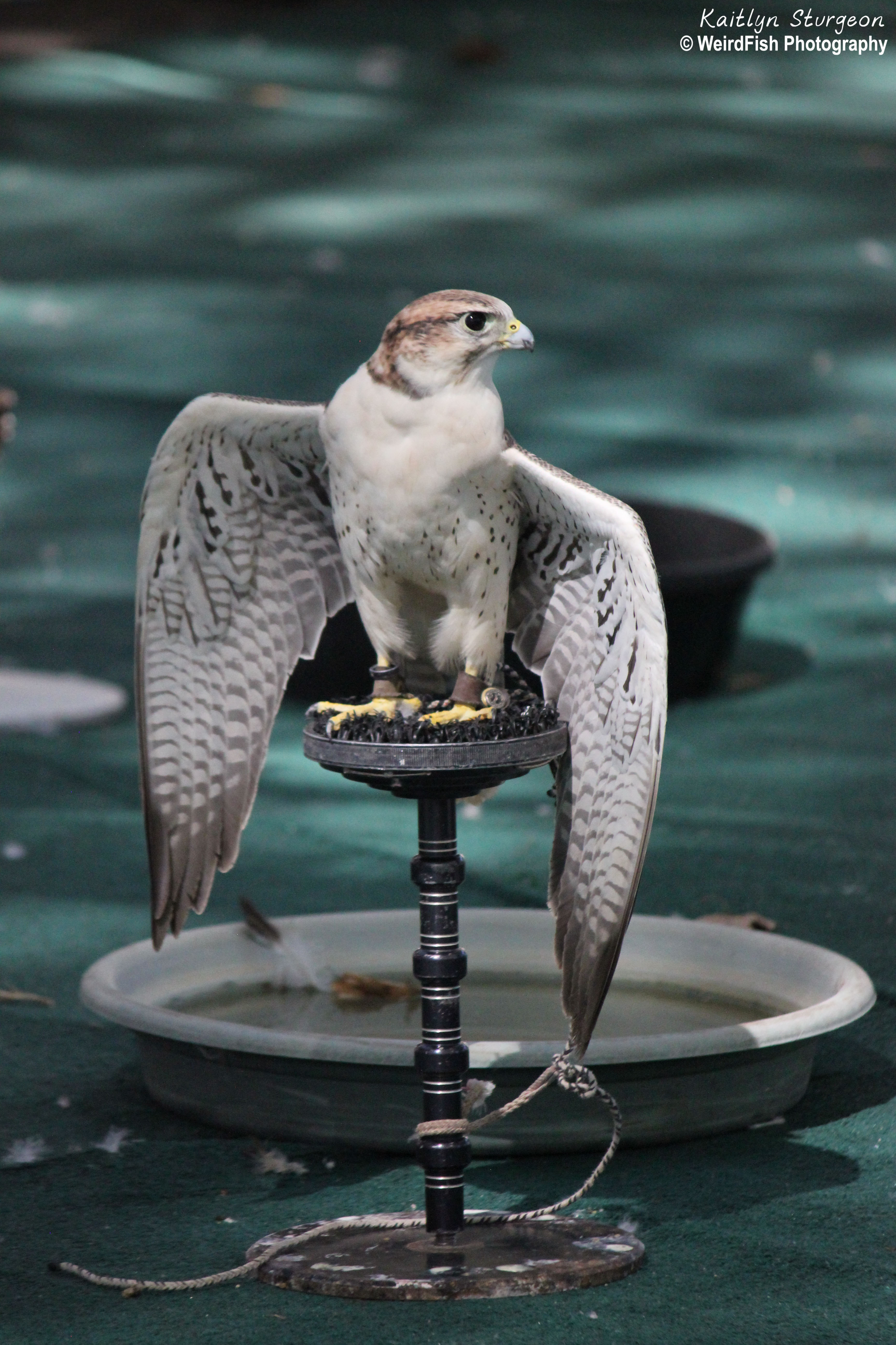 Wings On Display