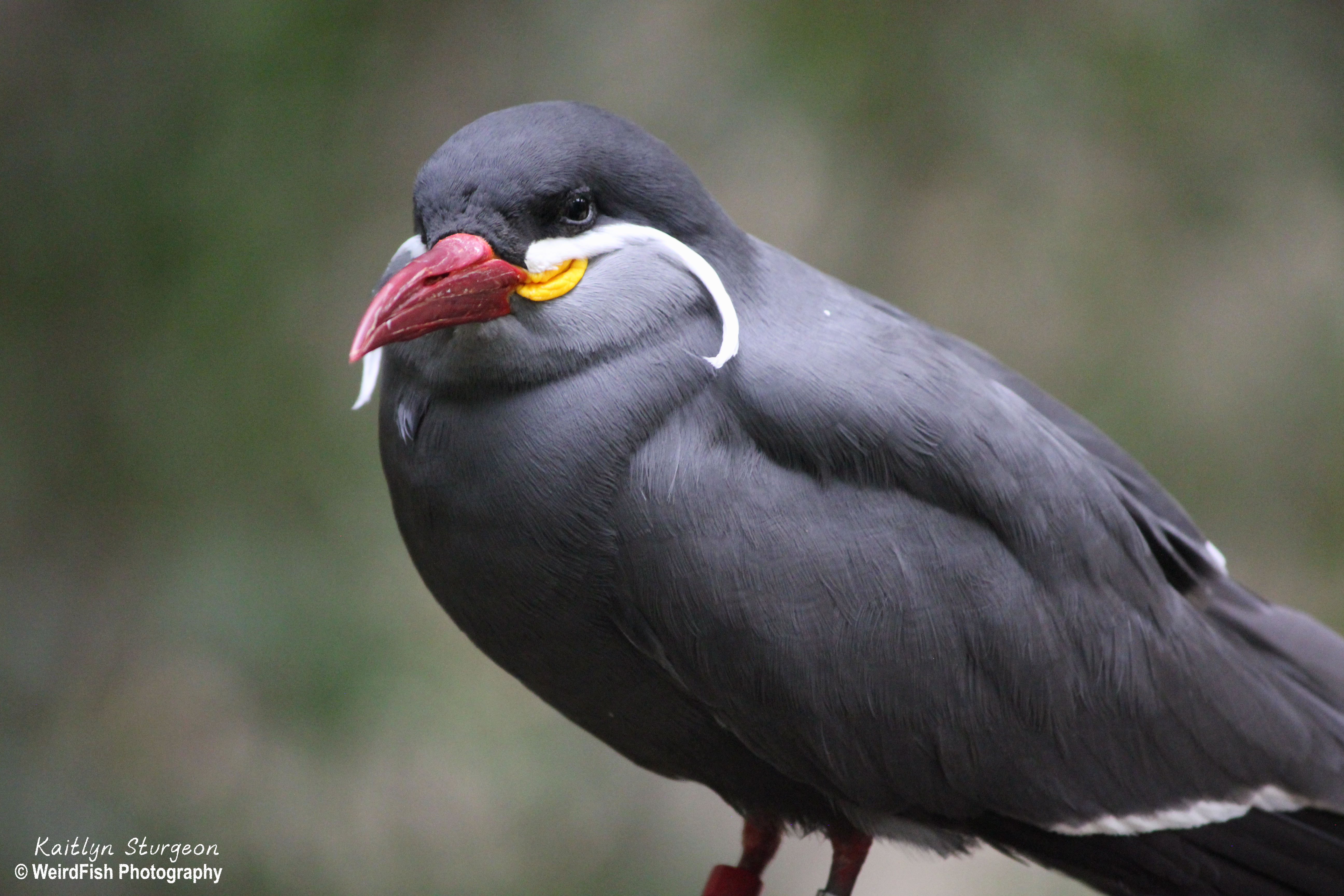 Mustache Bird