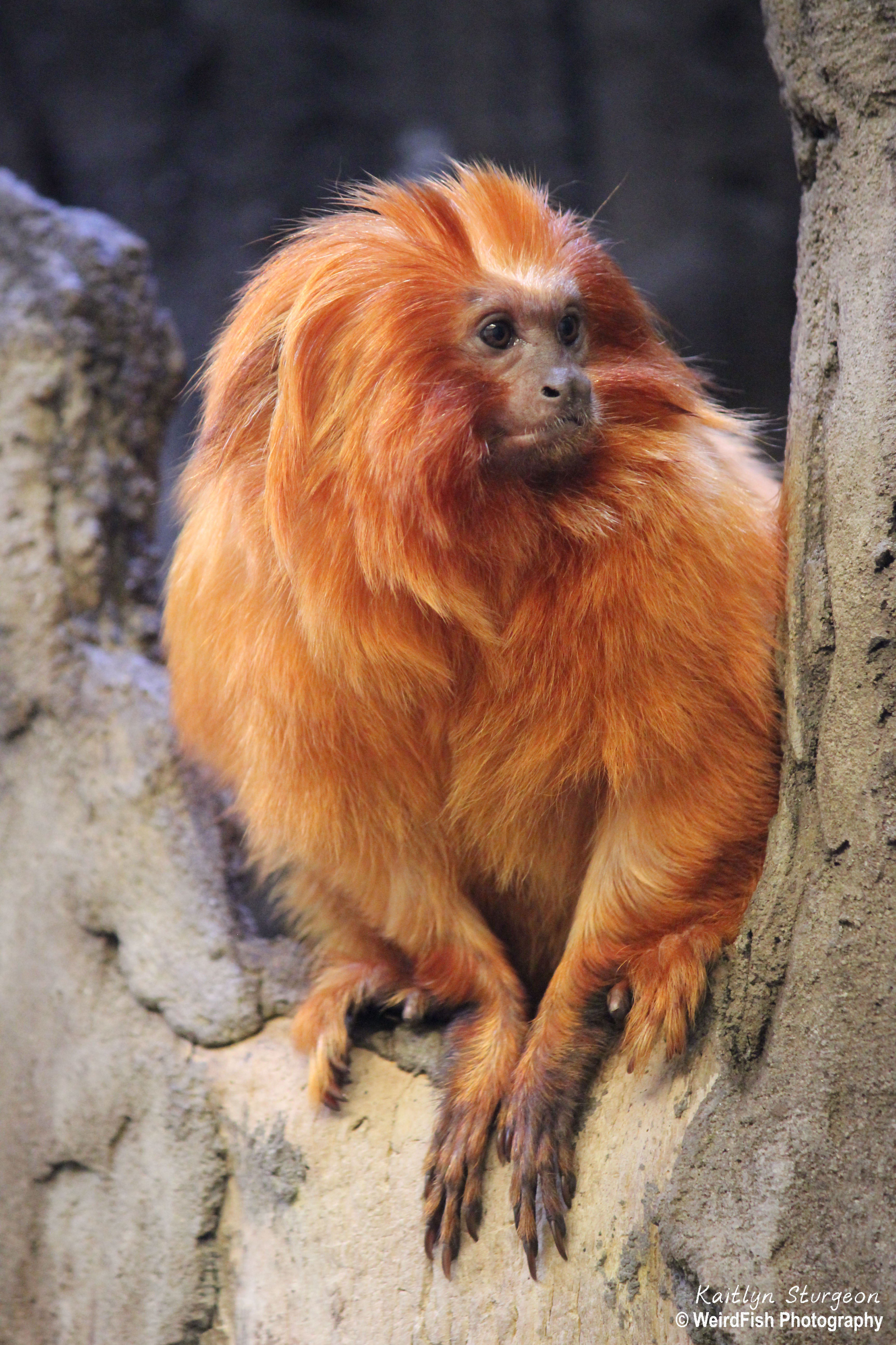 Orange Monkeys, Types of Orange-colored Monkeys