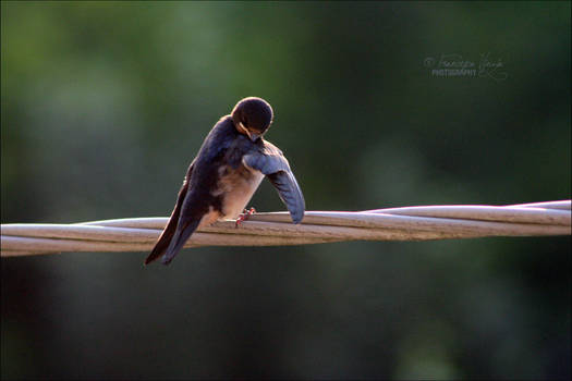 Swallow