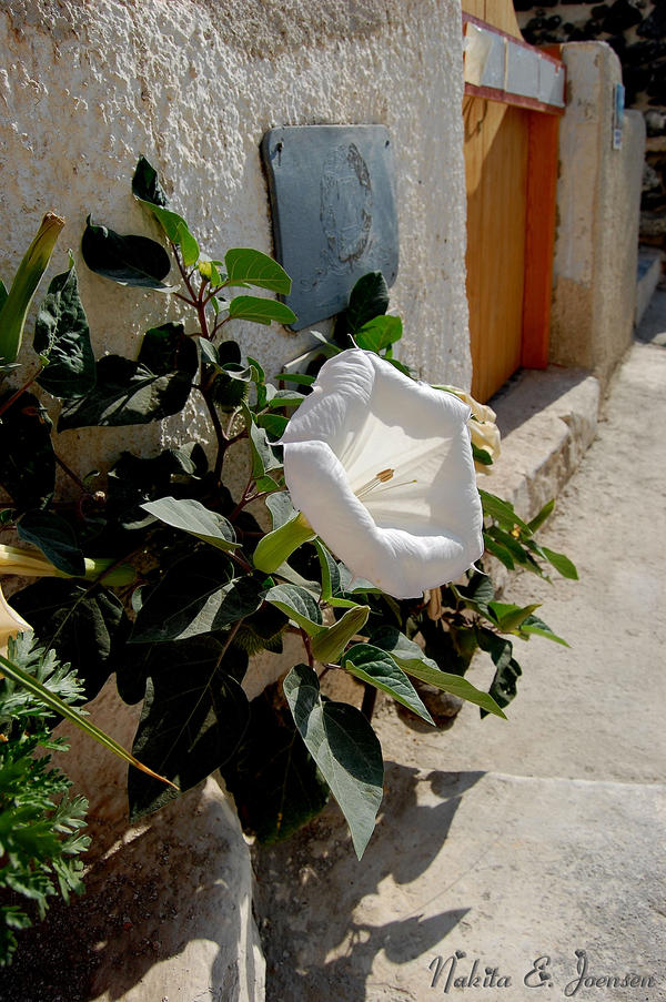 Beauty grows in Greece