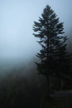 Secret life of trees