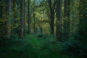 Secret life of trees