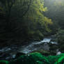 River of old oaks