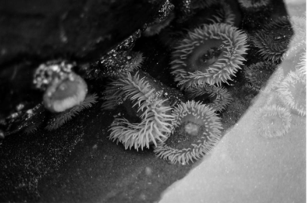 Evil Sea Creature By Marissacafe On DeviantArt