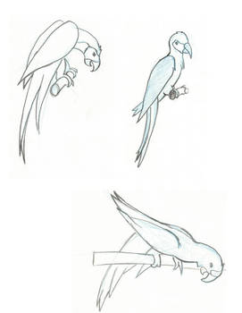 Parrot Studies 12.9.2013