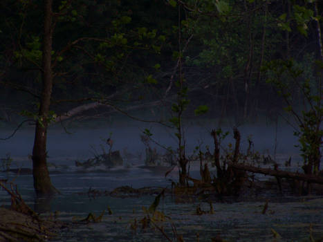 Swamp Fog 2