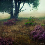 Mellow by jkrab