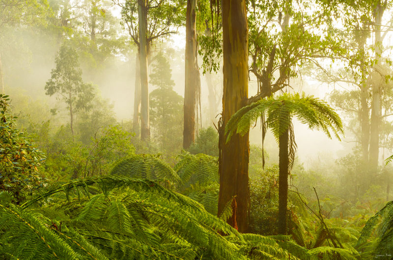 Yarra Ranges