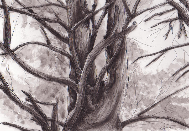 Trees in Ink by snailbird on DeviantArt