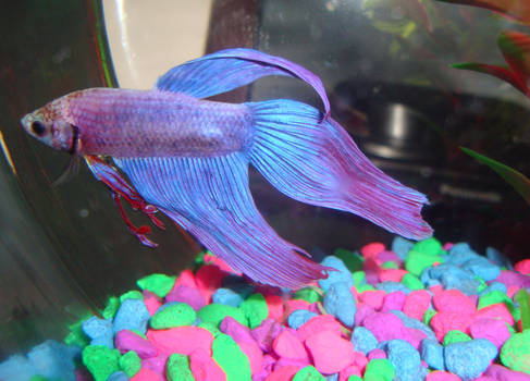 Unagi: my betta fish