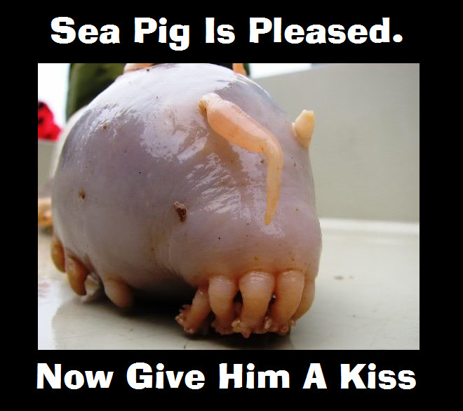 Sea Pig Is Pleased