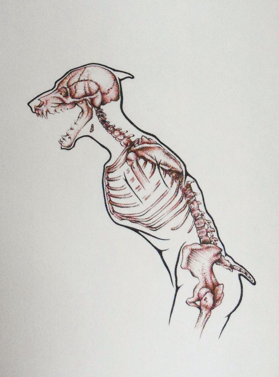 Overwolf Skeleton Werewolf Skeleton by Psyartista9 on DeviantArt