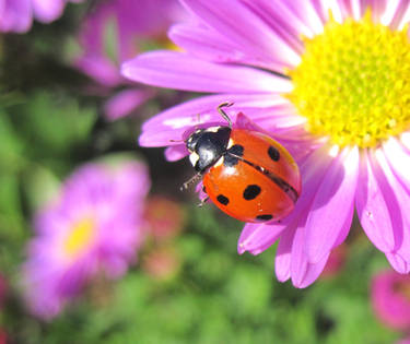 Ladybird