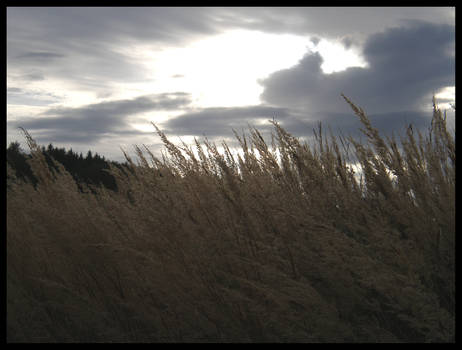 In the wind