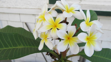 frangipani