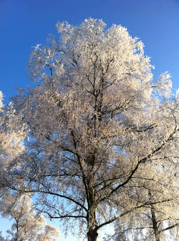 Frost 3