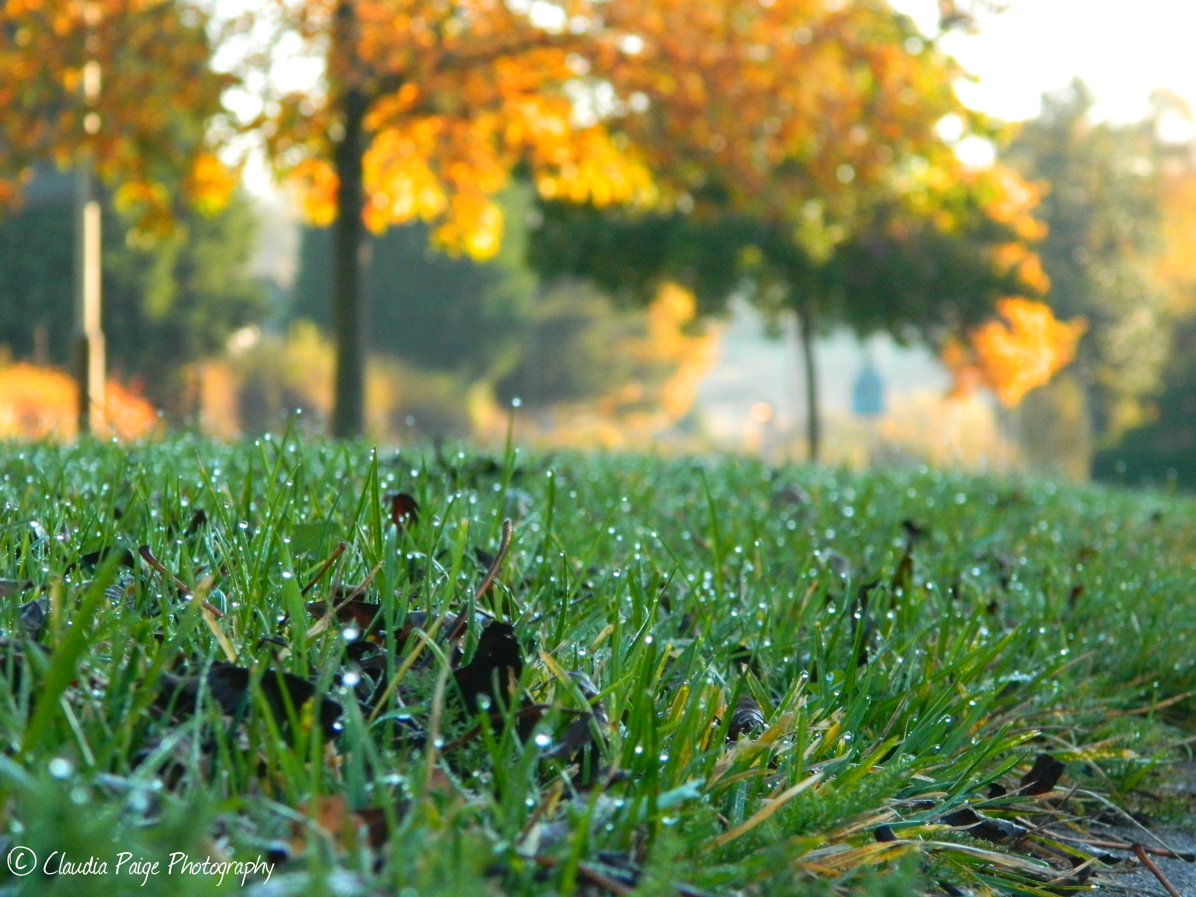 Dew drop grass..