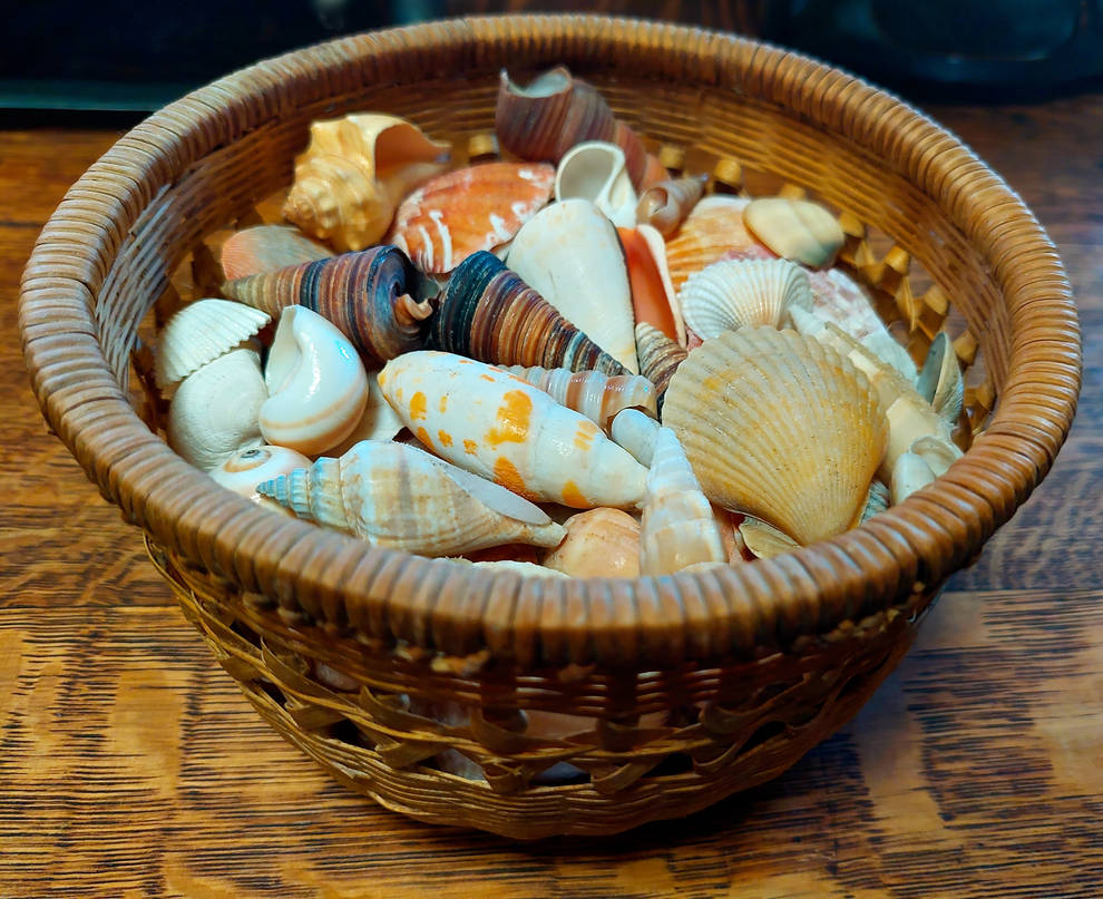Sea Shells by cotmj on DeviantArt